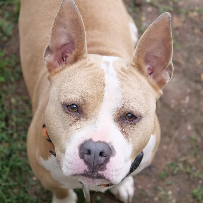 Roki - Anciens résidents - Nos chiens à adopter - Tierheim Schoppen