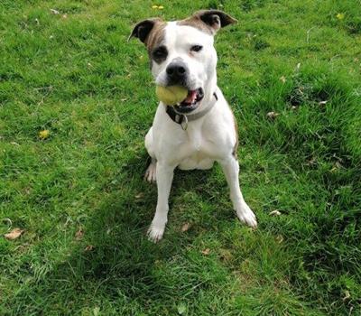 Ruby - Hunde