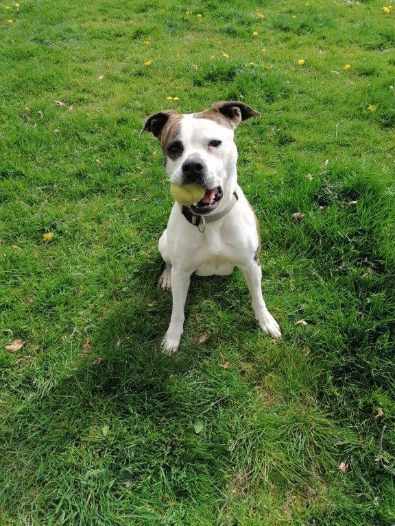 Ruby - Chiens
