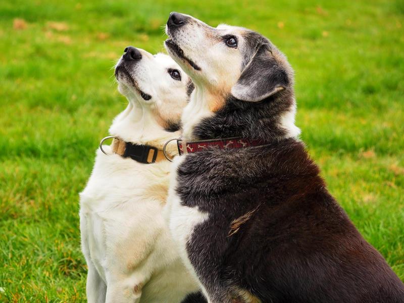 Wie kann ich das Tierheim unterstützen?