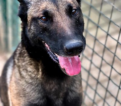 Layka - Hunde