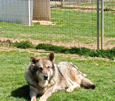 Heres - Hunde