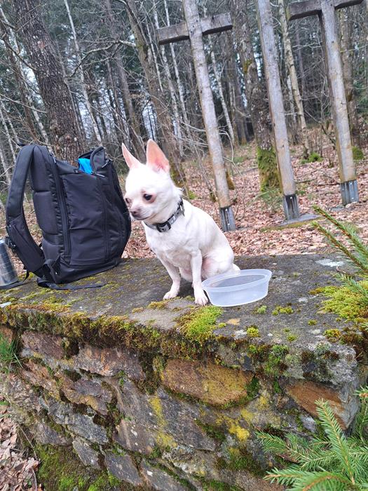 Flöckchen - Chiens