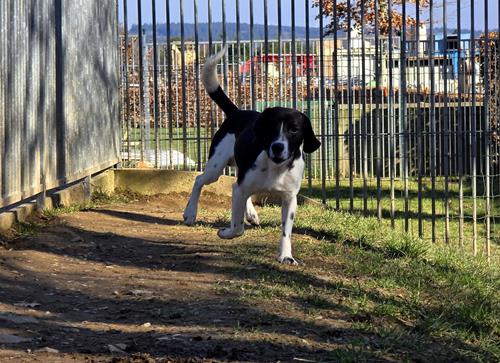 Max - Hunde