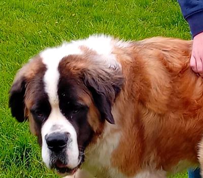 Beethoven - Chiens