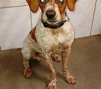 Rudi - Chiens