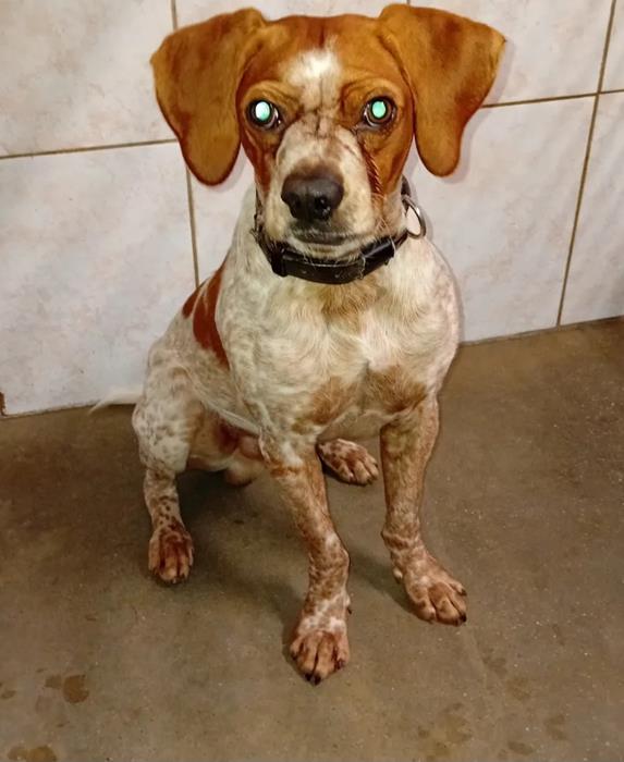 Rudi - Chiens