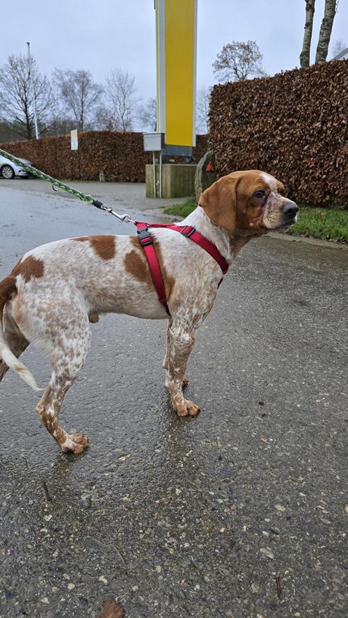 Rudi - Chiens