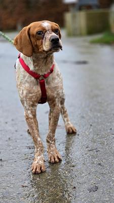 Rudi - Chiens
