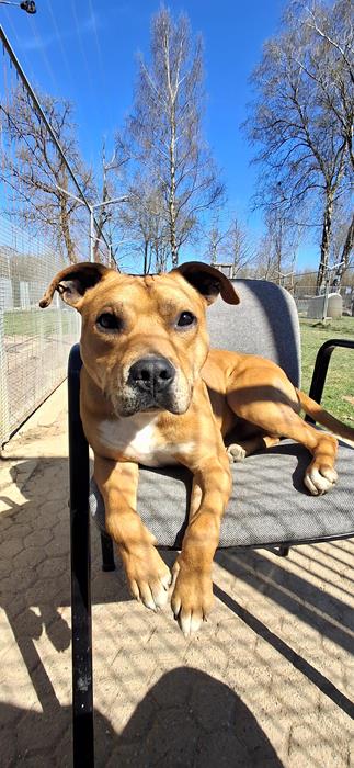 Barkley - Chiens