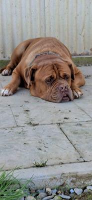 Willy - Chiens