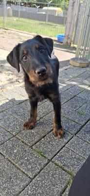 Alfie - Hunde