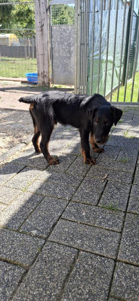 Alfie - Hunde