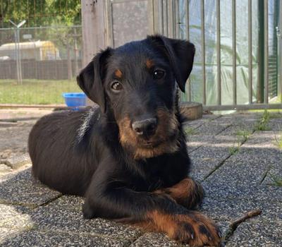 Alfie - Chiens