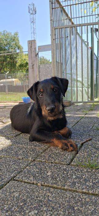 Alfie - Hunde