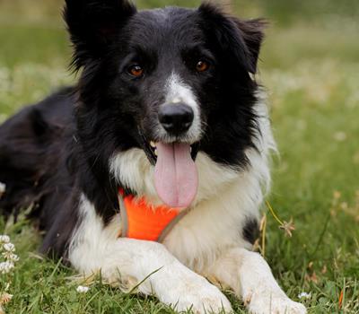 Max - Hunde