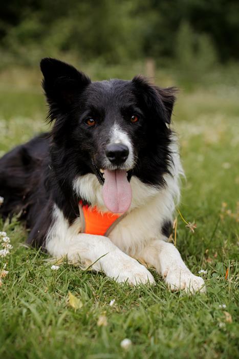 Max - Hunde