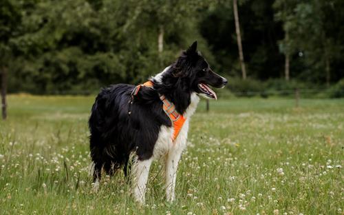Max - Hunde