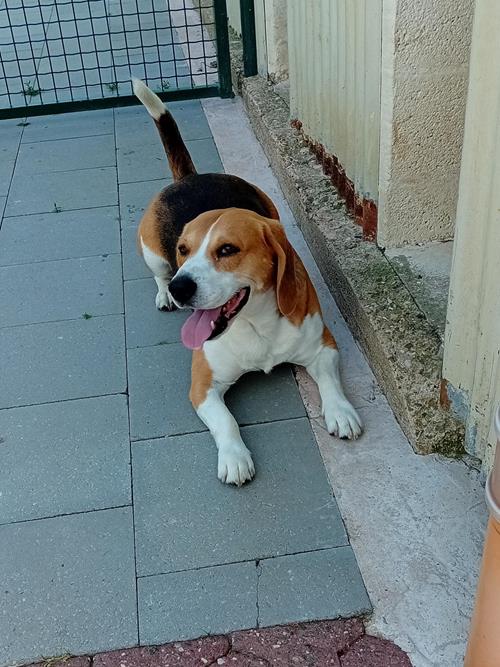 Guismo - Chiens