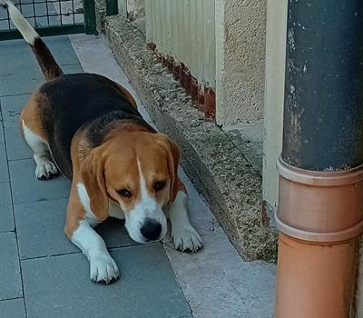 Guismo - Hunde