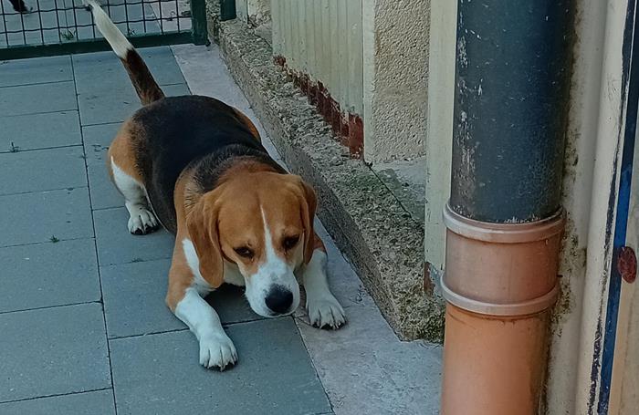 Guismo - Chiens