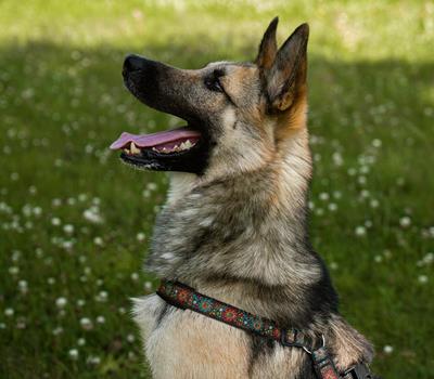 Safco - Hunde