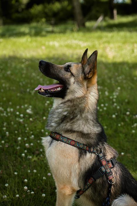 Safco - Chiens