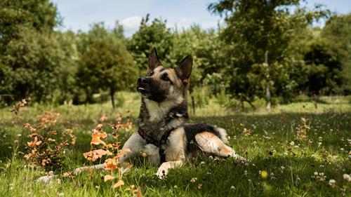 Safco - Chiens