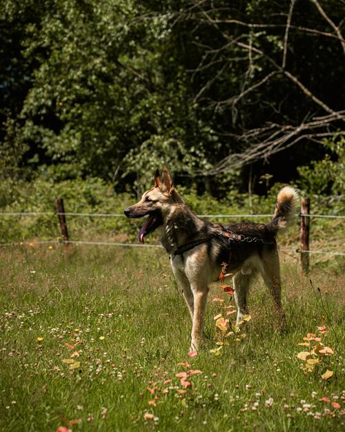 Safco - Chiens