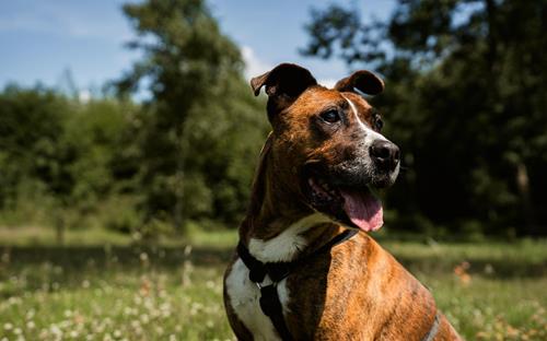 Buddy - Chiens