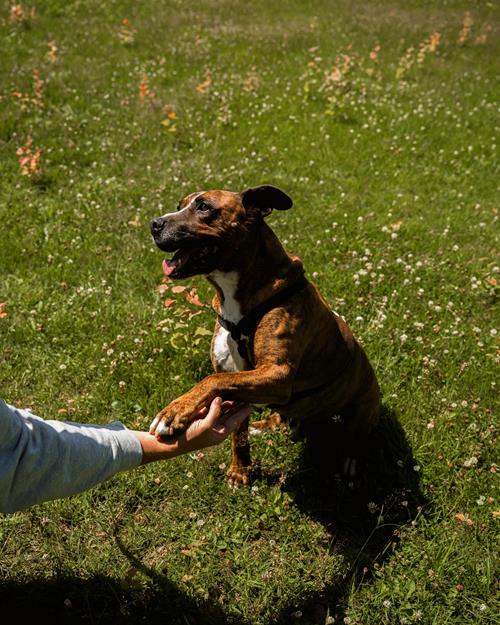 Buddy - Chiens
