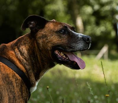 Buddy - Chiens