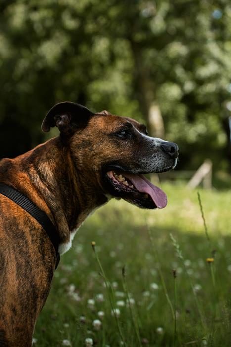 Buddy - Chiens