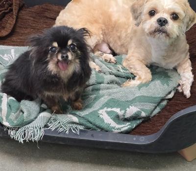 Shana & Freddy - Hunde