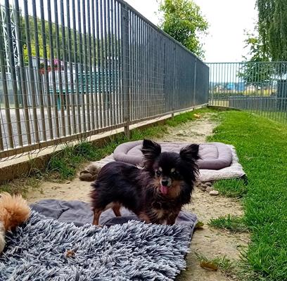 Shana & Freddy - Chiens