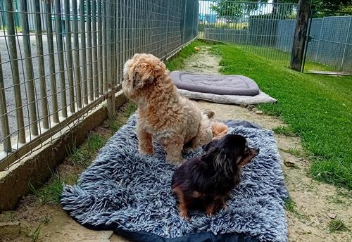 Shana & Freddy - Chiens
