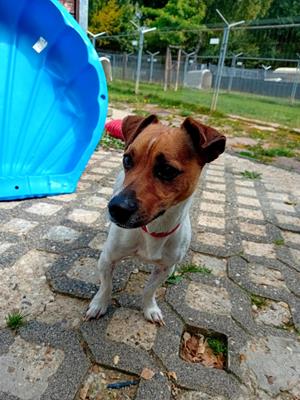 Spiky - Hunde