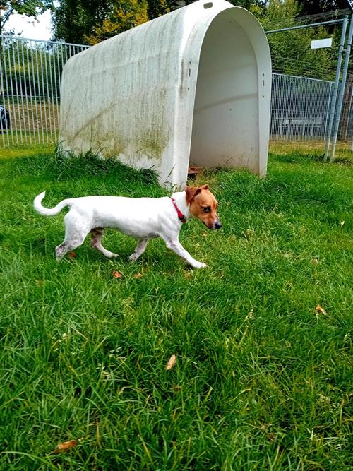 Spiky - Hunde