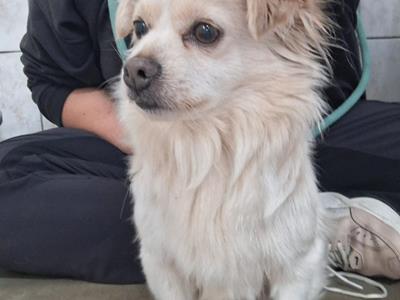 chien trouvé - Accueil