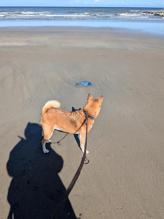 Simba - Chiens