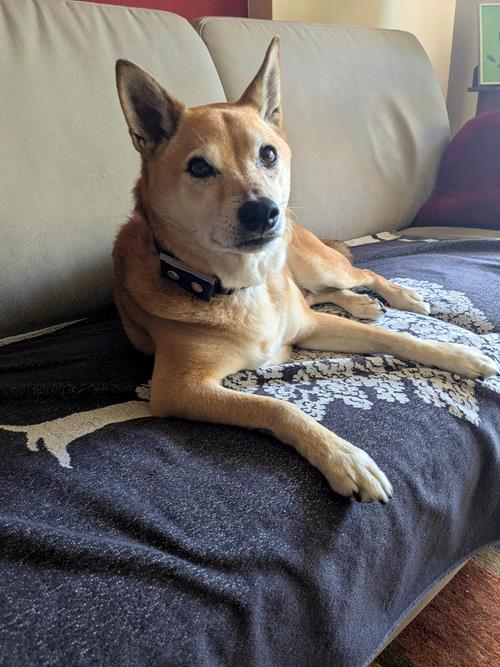 Simba - Chiens