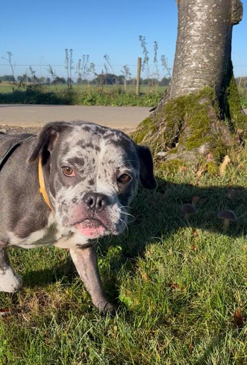 Lilli - Hunde