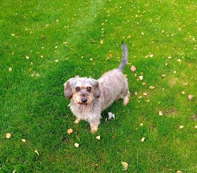Albert - Hunde