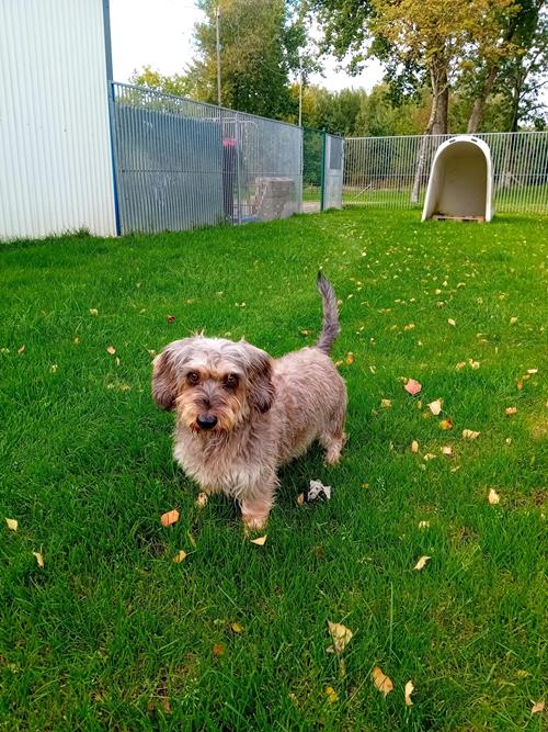 Albert - Hunde