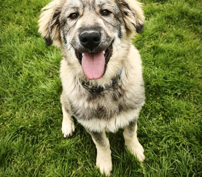 Bobby - Hunde