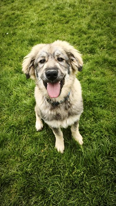 Bobby - Hunde