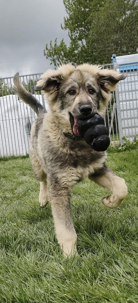Bobby - Hunde