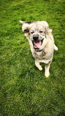 Bobby - Hunde