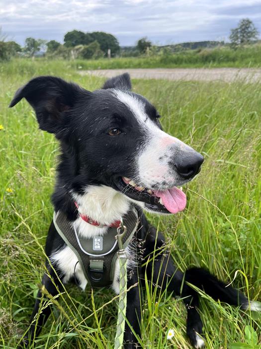 Shadow - Hunde