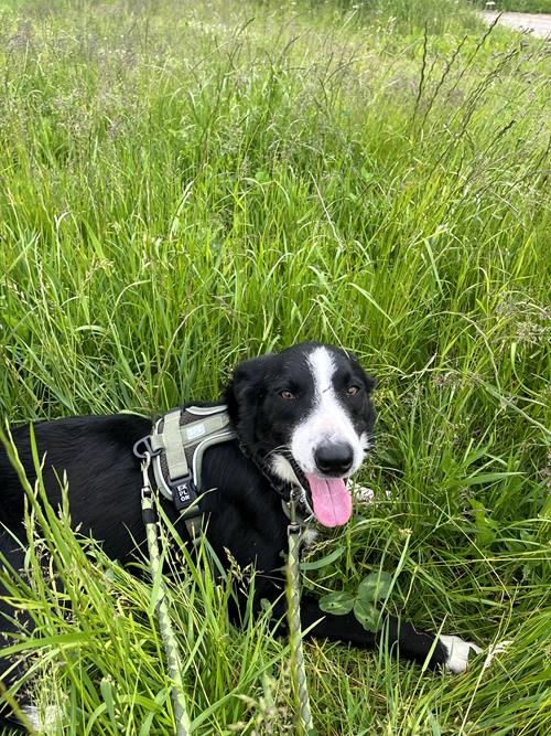 Shadow - Hunde
